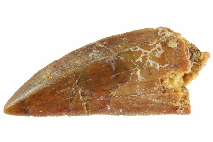 Serrated Raptor Tooth - Real Dinosaur Tooth #333321